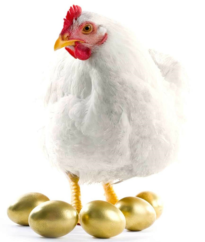 Chicken surrounded by golden eggs